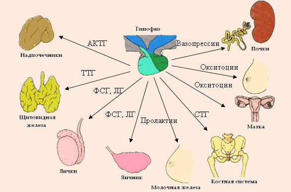 строение и функция женской половой системы