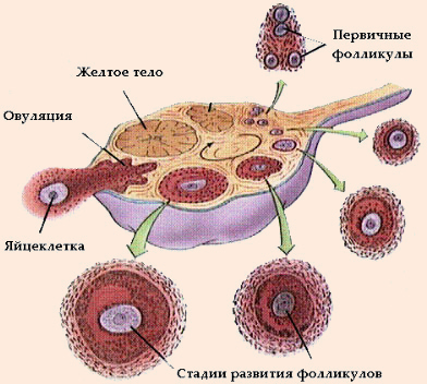 Строение и функция женской половой системы