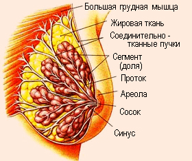 Молочная железа