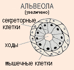 Молочная железа