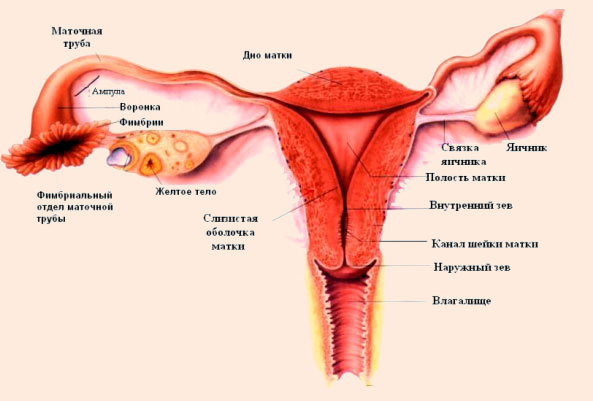 женские половые органы